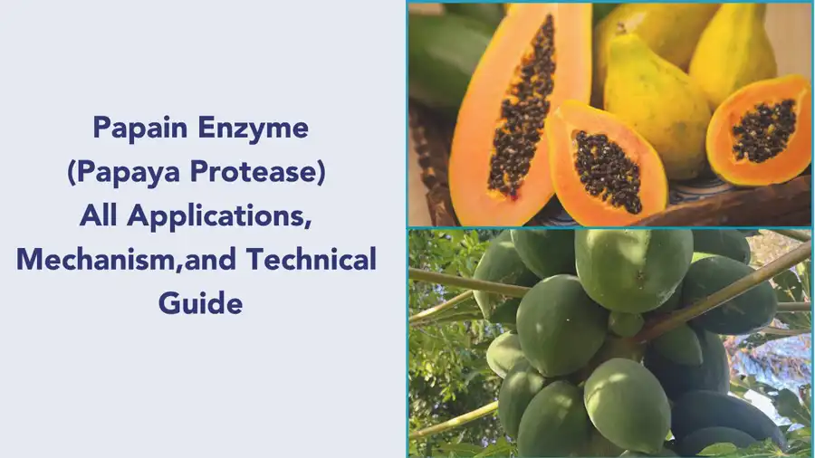 Top Industrial Applications of Papain Enzyme Powder: From Food to Pharmaceuticals